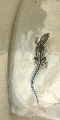Image of Blue Skink Lizard baby photograph by Colette Dowell