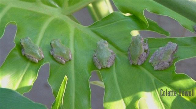 Tree Frogs toads amphibians Palm Tree Photograph by Colette Dowell