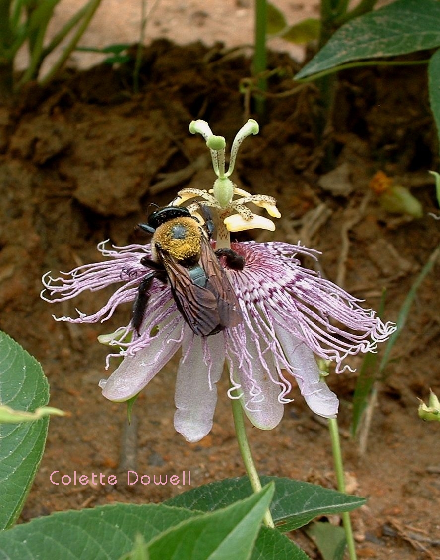 Passion Flower Bee pollenating photograph Colette Dowell