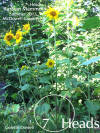 Sunflower mutated Fukushima Radiation Nuclear Energy Plant 7 heads Radiation Chernobyl Deformed